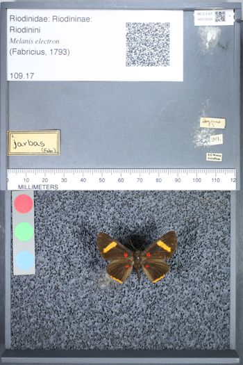 Media type: image;   Entomology 75539